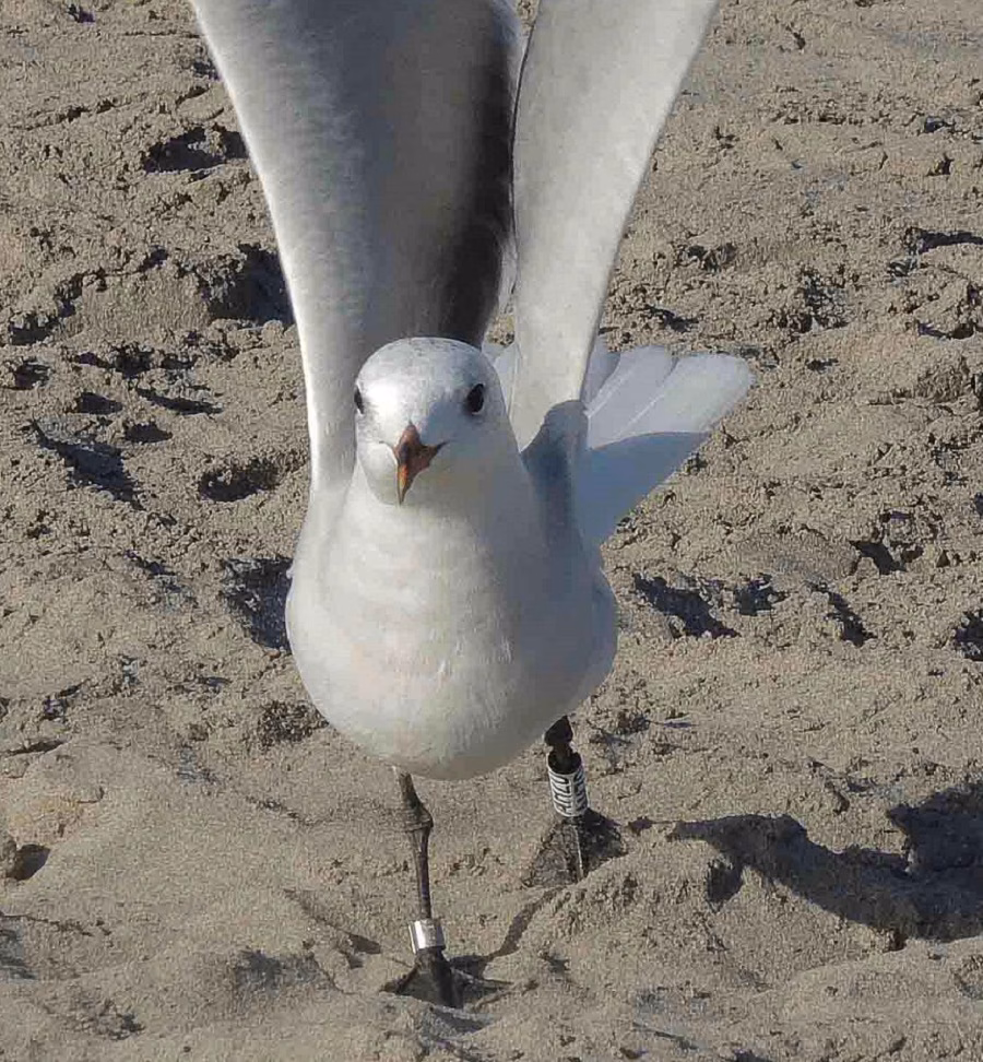 Un programa para controlar a la gaviota corsa en Menorca