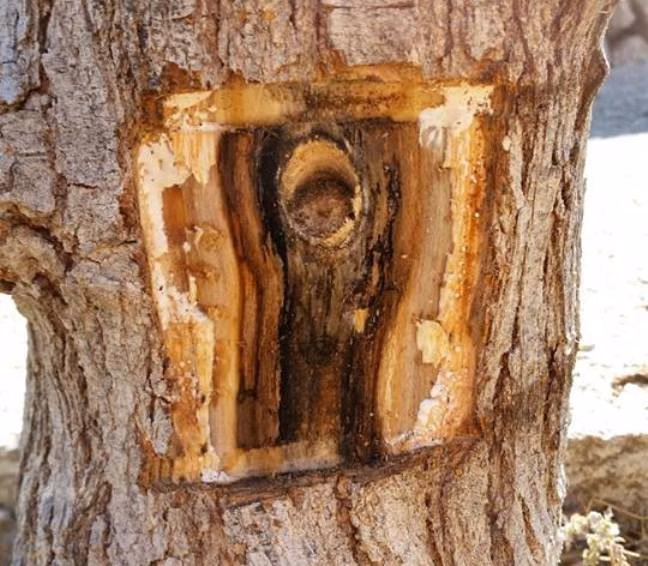 Maó denunciará por vía penal los ataques a los árboles