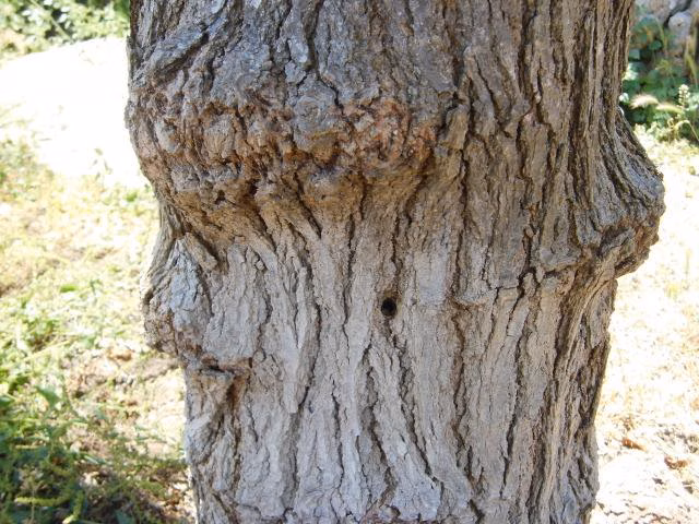 Envenenan los árboles de Maó