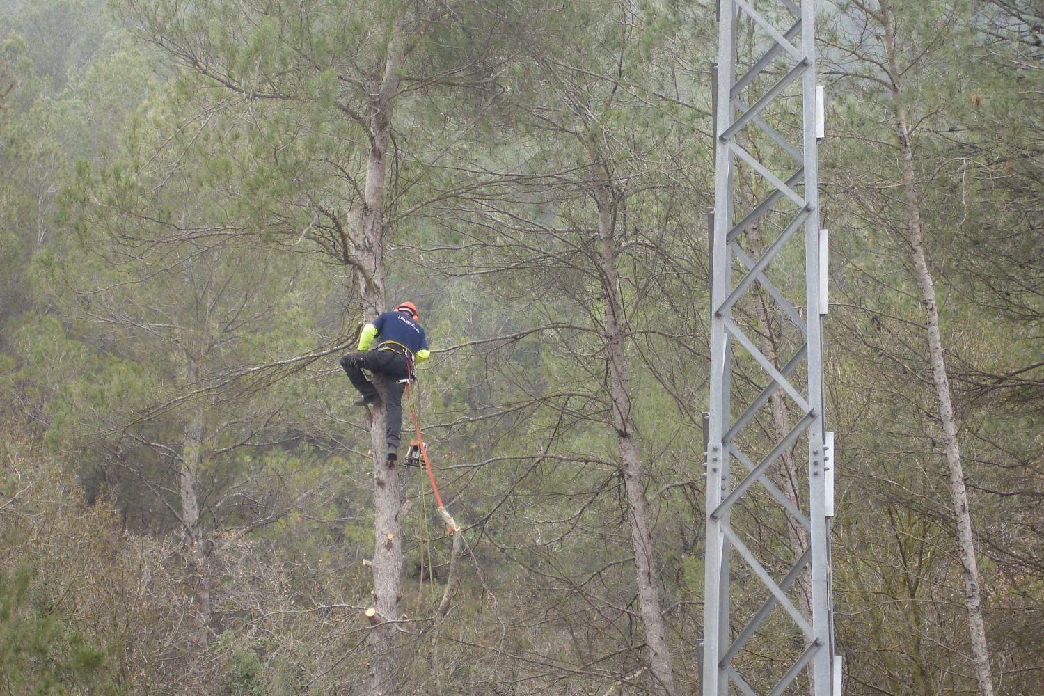 Endesa  destina 278.000 euros a la limpieza de zonas boscosas cercanas a líneas eléctricas