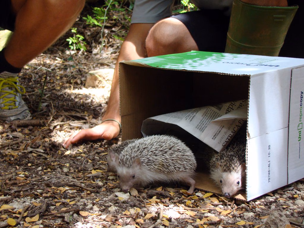 Año récord en el Centro de Recuperación del GOB: se atendieron 836 animales en 2015