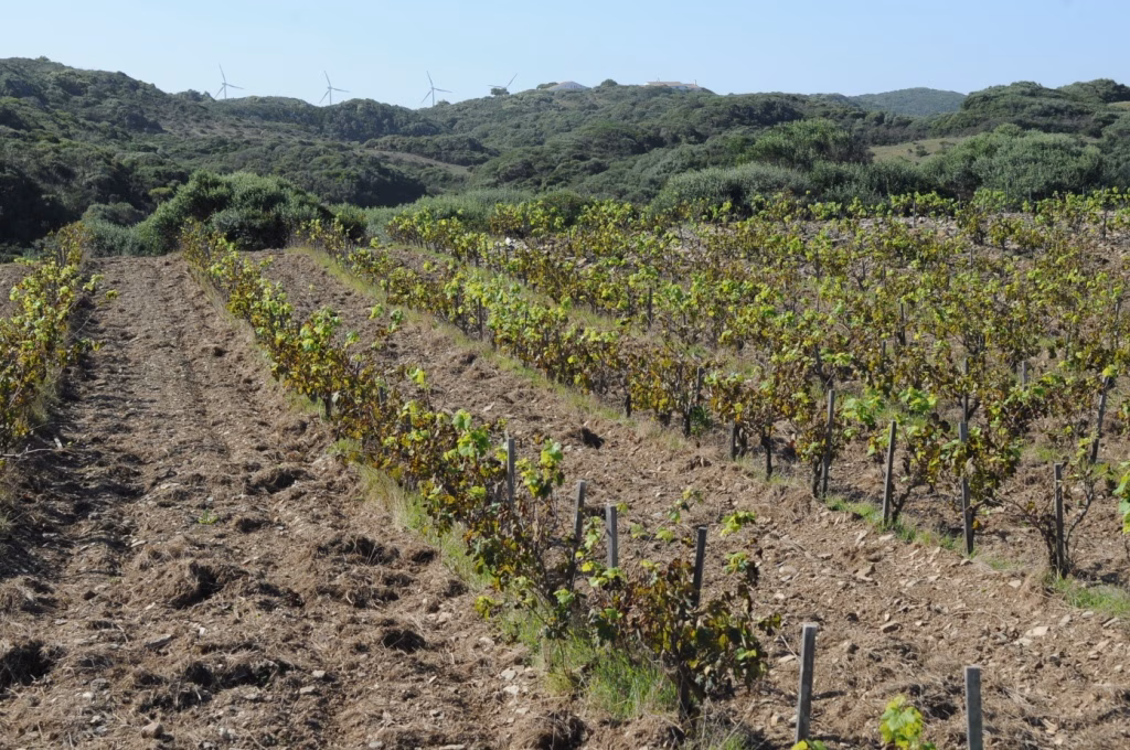 Crece la producción y comercialización del Vi de la Terra de l'Illa de Menorca