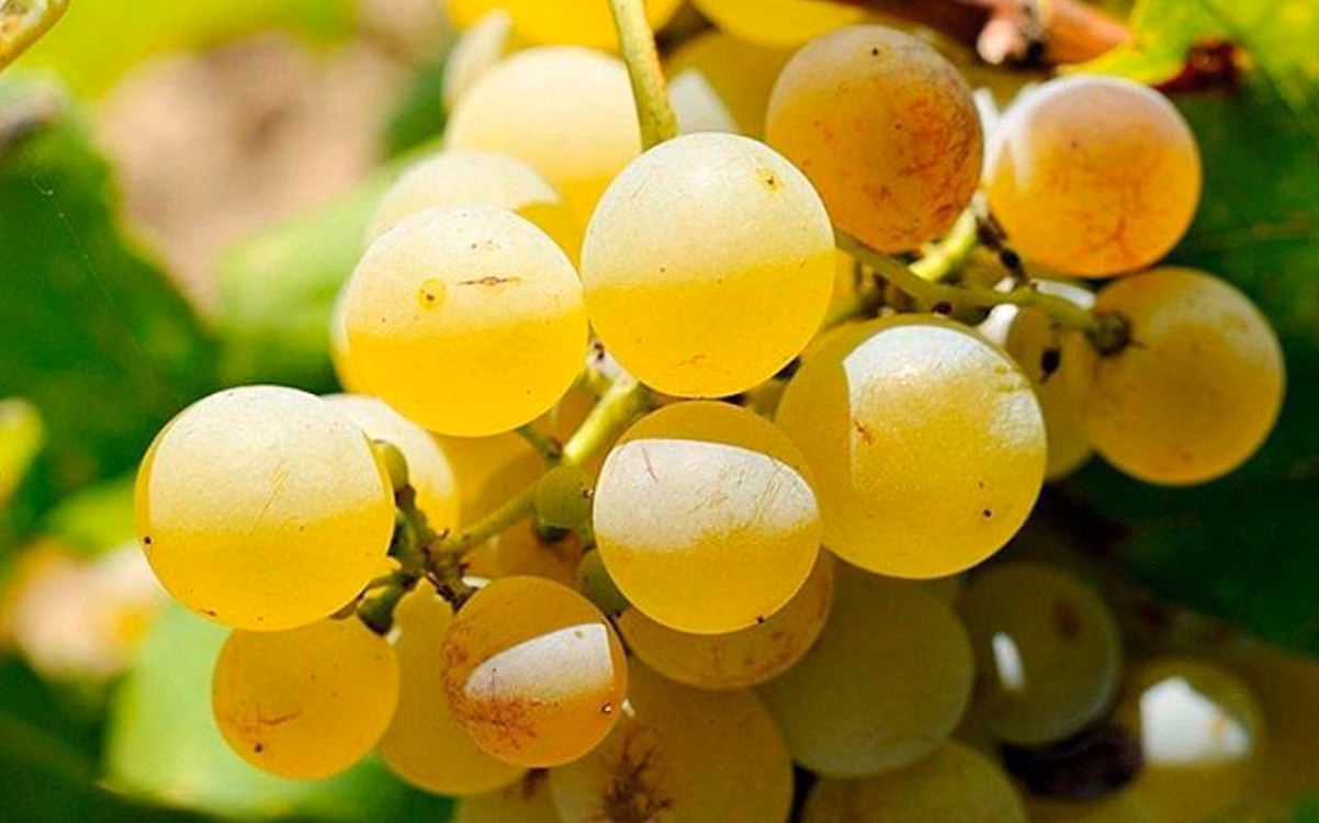 Binitord consigue dos oros y tres platas en el Catavinum de Vitoria