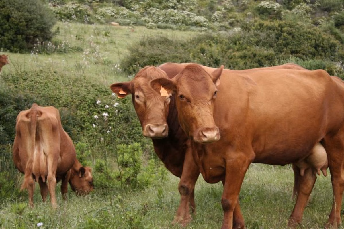 Ferreries acoge unas jornadas sobre la ‘Vedella Menorquina’