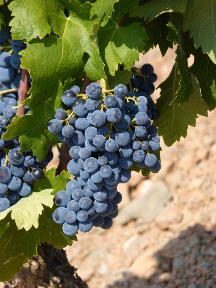 Las bodegas de Menorca se apresuran a vendimiar