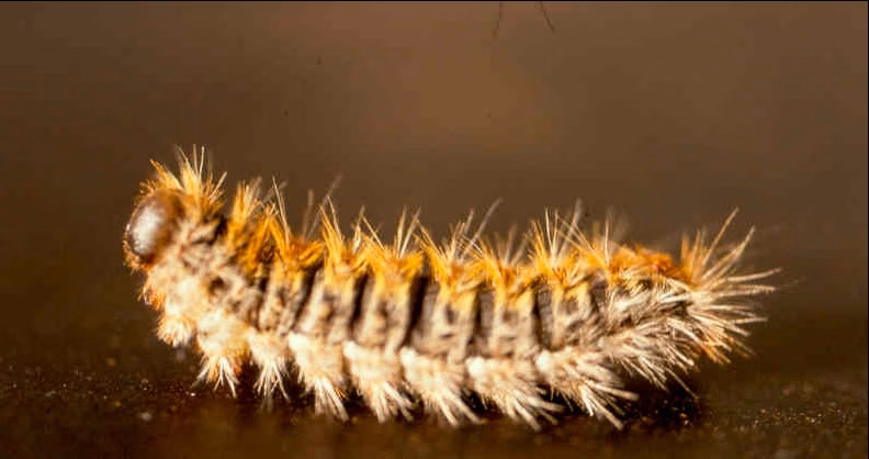 El Govern no sabe cómo actuar contra la procesionaria en Menorca...