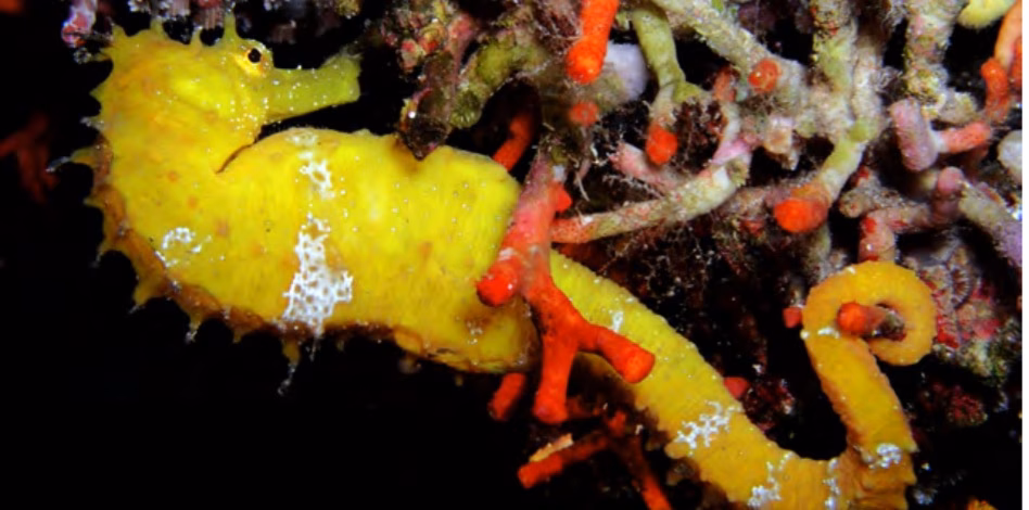 ¿Sabe usted cómo actuar con especies marinas protegidas?