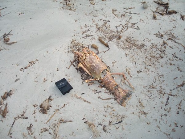 El temporal lleva a la arena de Canutells una langosta de más de 3 kilos