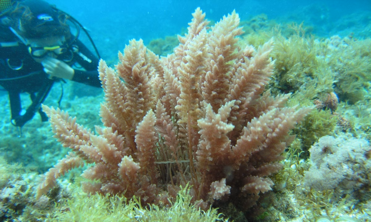 El problema de las especies de flora marina invasoras en Menorca