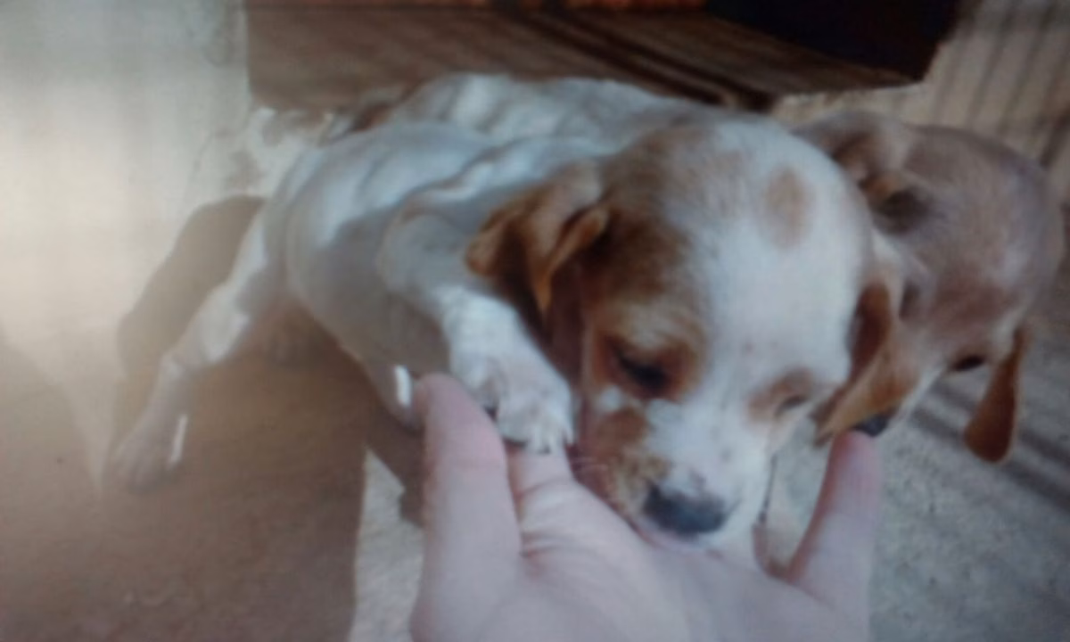 Toby, el cachorro que fue adoptado pese a tener una vida que se creía sentenciada