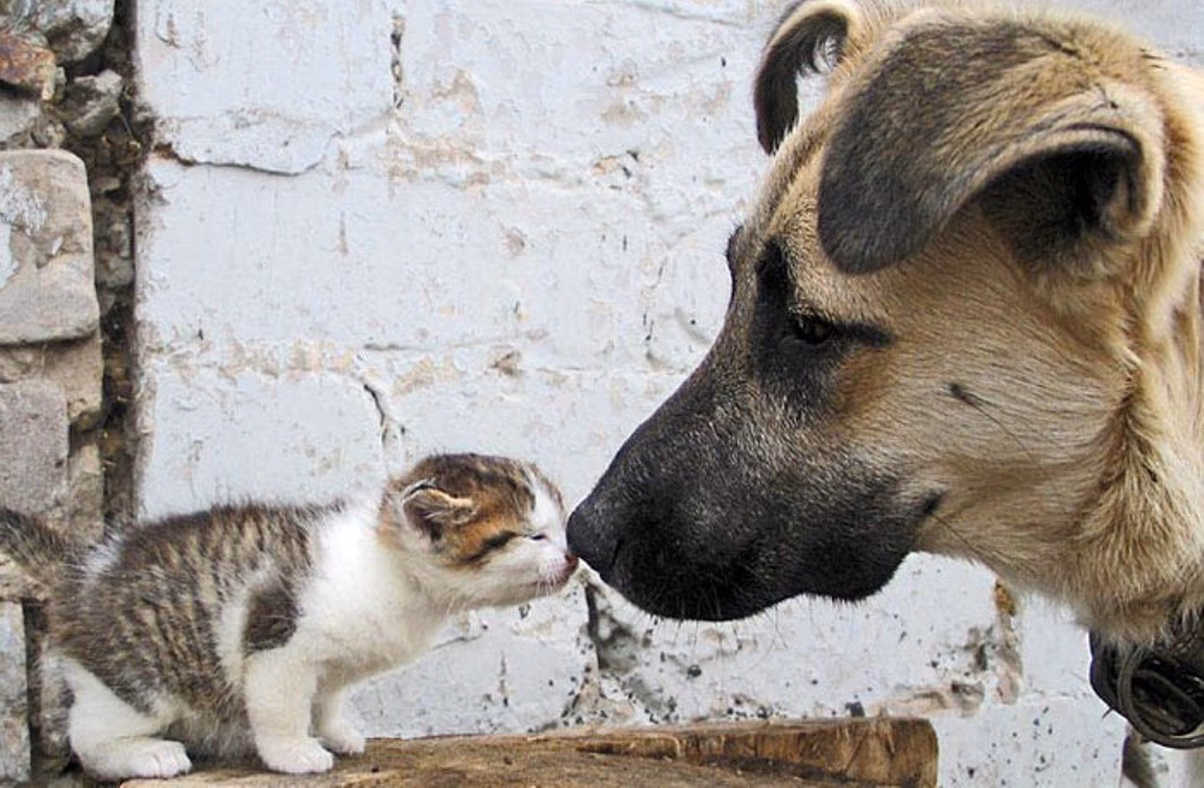 Fiesta solidaria con los animales abandonados