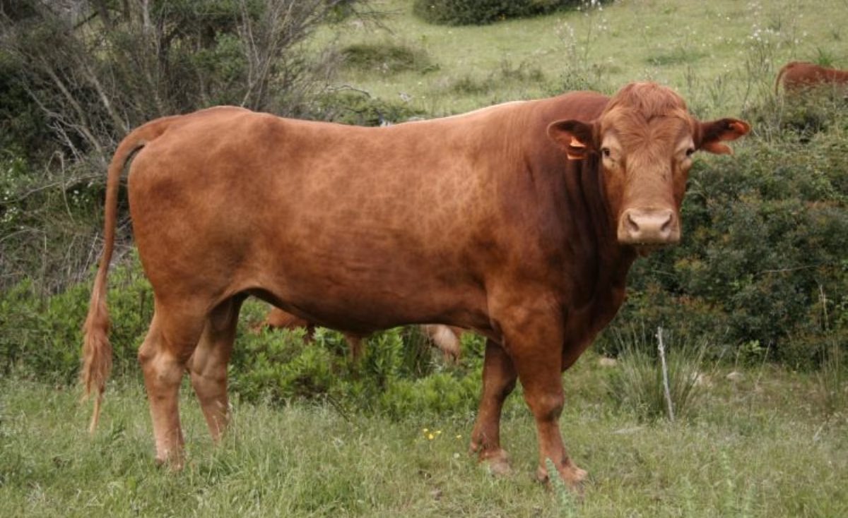 La vaca de Menorca logra el distintivo de "Raza Autóctona"