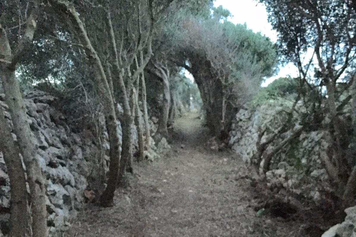 El camino de sa Barrarassa, limpio y desbrozado