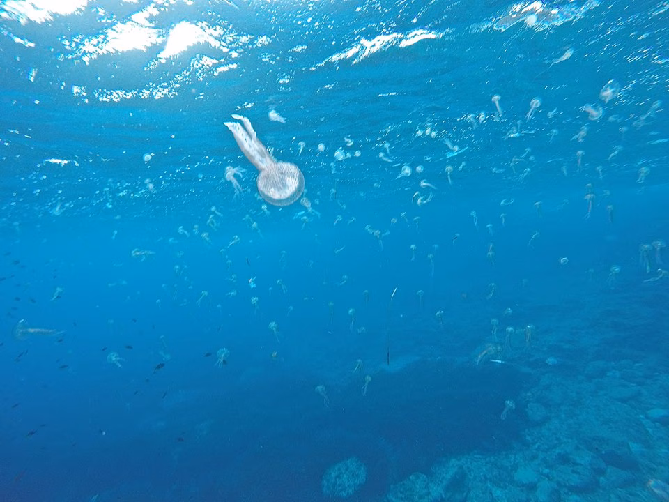 Invasión de medusas en Binisaida