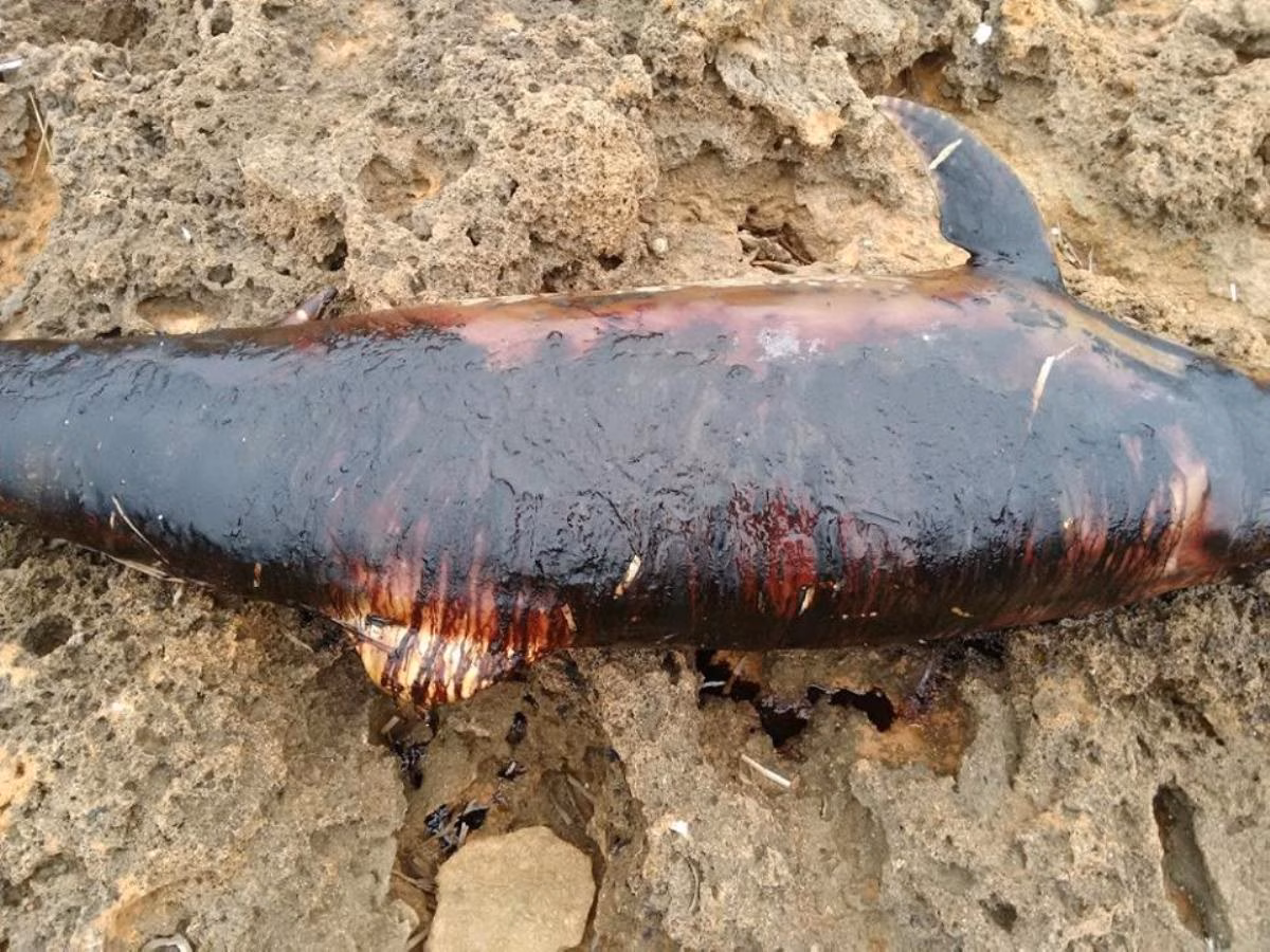 El delfín muerto, las manchas de hidrocarburo y la costa de Fornells