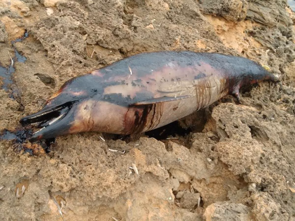 Aparece muerto un delfín en Fornells con manchas  de chapapote