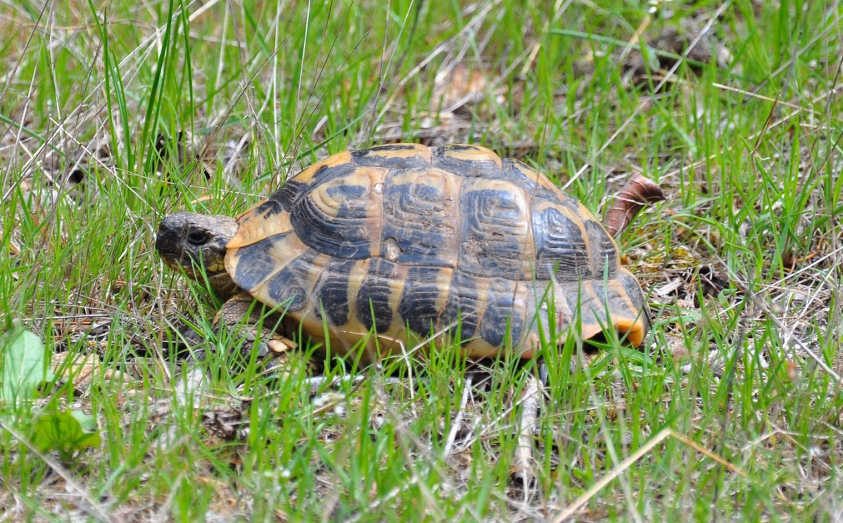 Liberadas en el Parc de Montsant 200 tortugas que viajaron desde Menorca