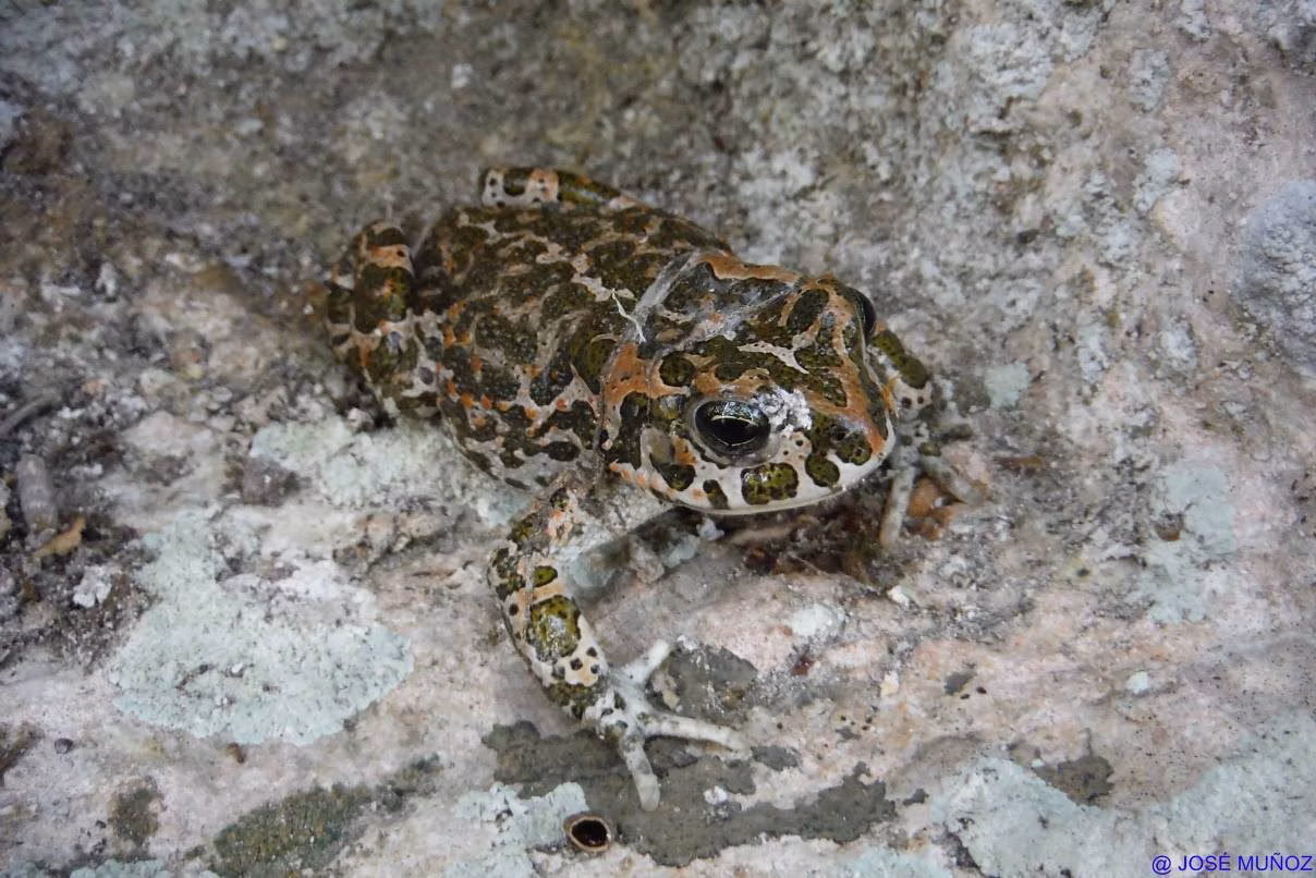 Encuentro con el 'calàpet verd' de Menorca