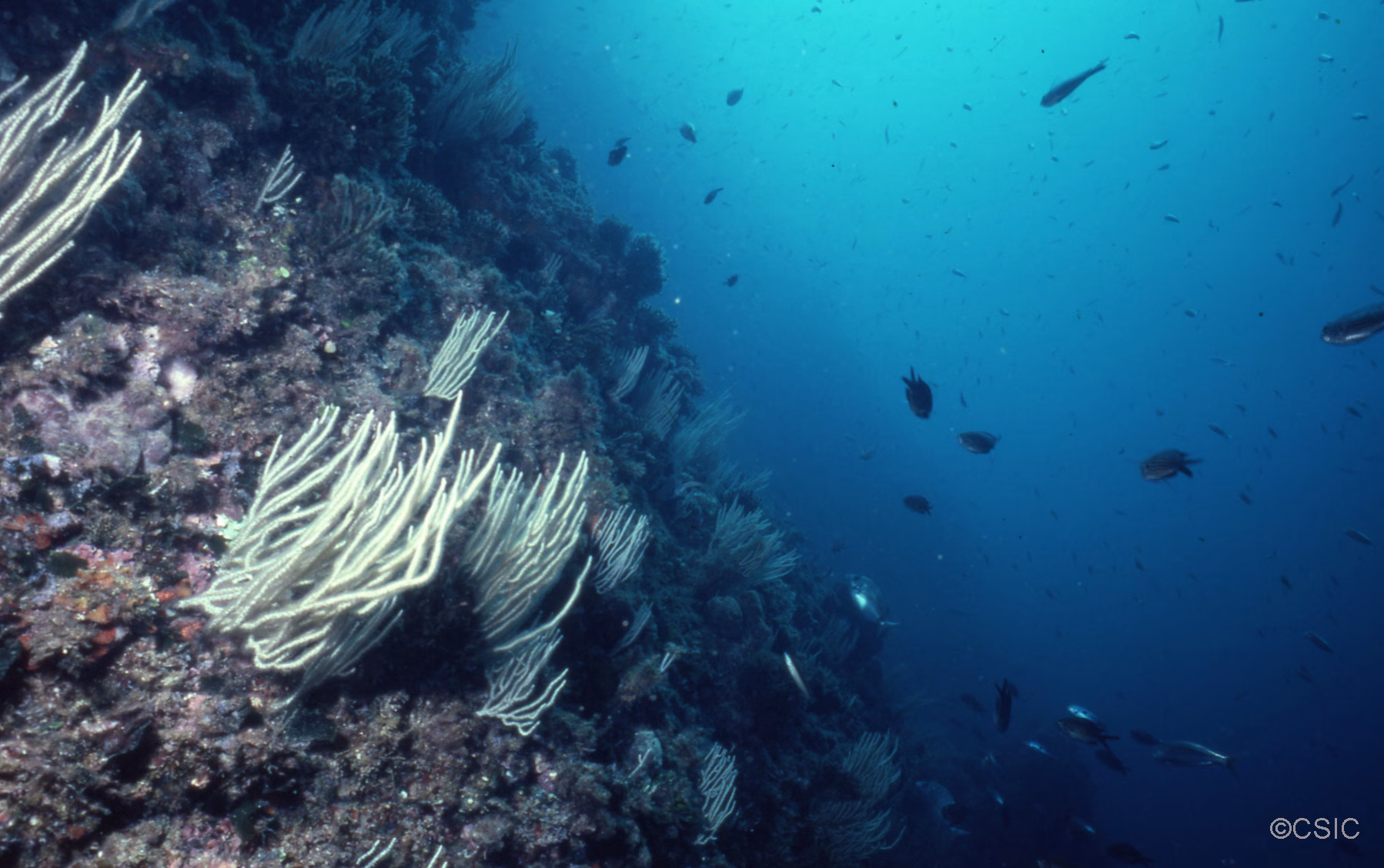 ¿Cohabitan 16.000 especies marinas diferentes en el Canal de Menorca?