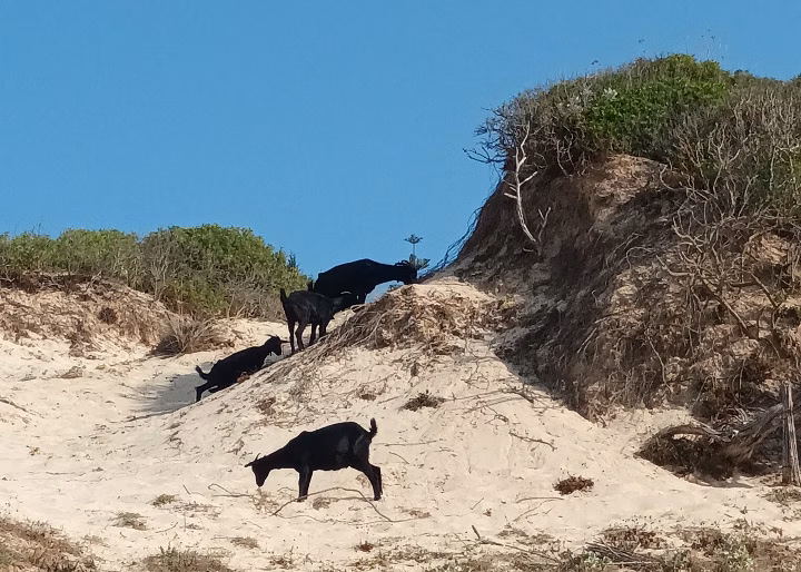 (Fotos) Cabras salvajes comparten espacio con los bañistas en Arenal de Son Saura