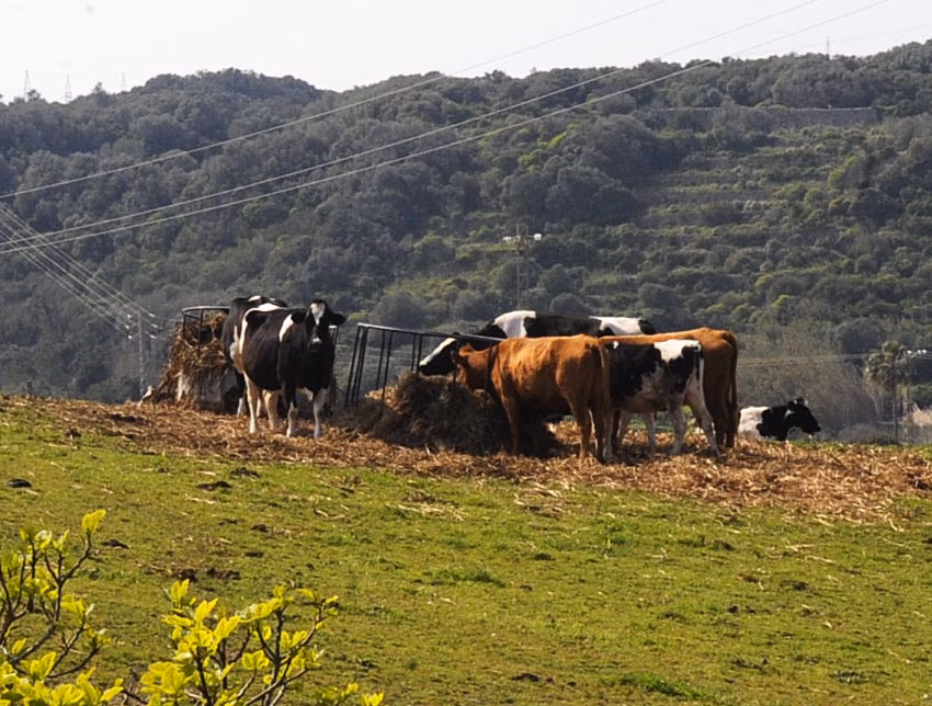 Radiografía al sector primario de Menorca
