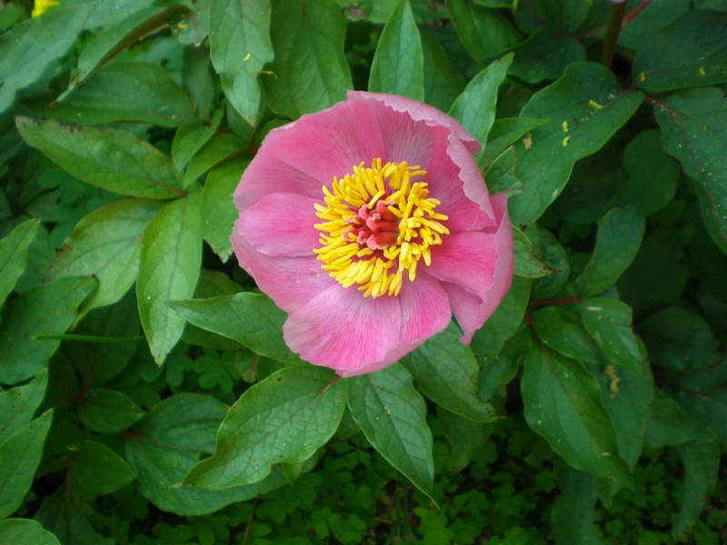 Sobre el uso de las especies autóctonas en los jardines... y en inglés