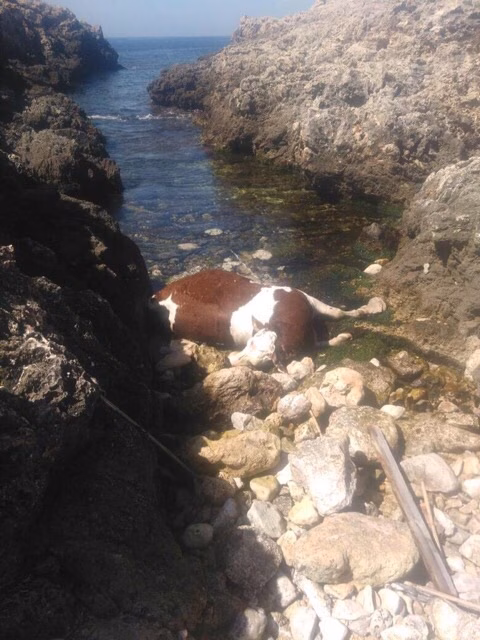 La vaca muerta que 'nadó' de Ciutadella a Santanyí
