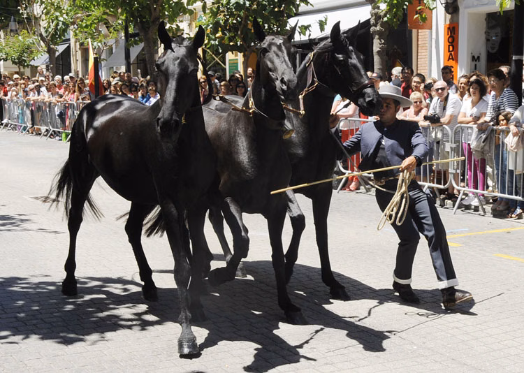 Los caballos de Equimar se muestran en Alaior y Es Castell