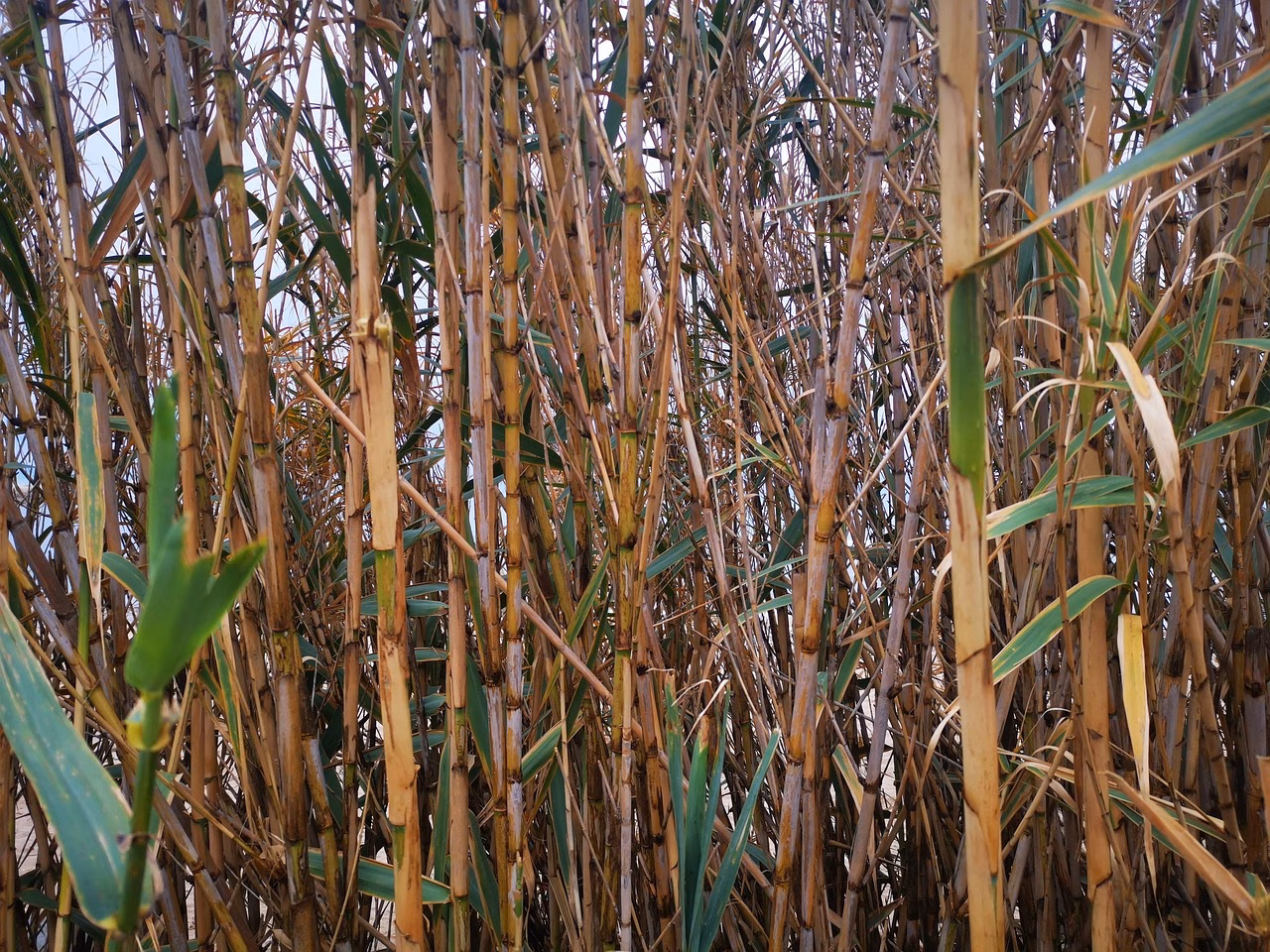 La màgia de la flexibilitat