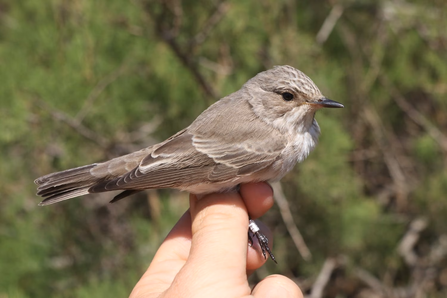 La Societat Ornitològica alerta sobre la disminución en el anillamiento de aves en la Isla del Aire