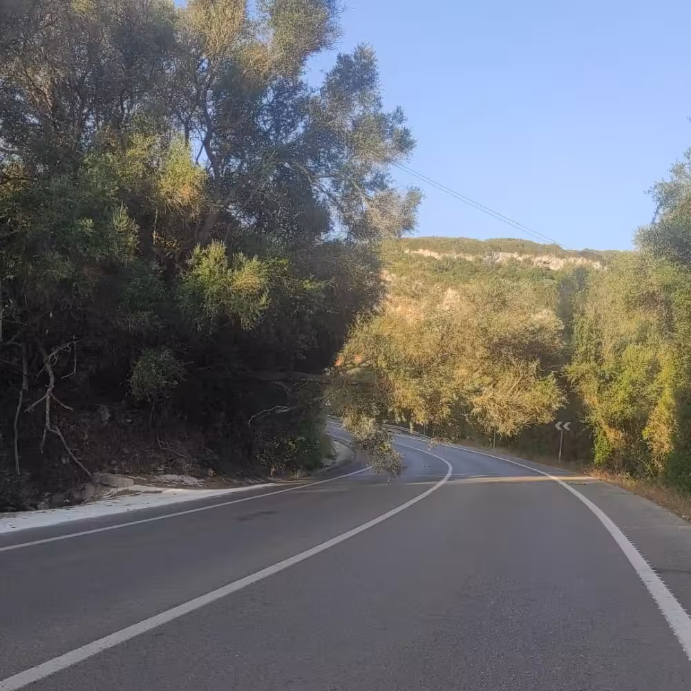 (Última hora) Cortada al tráfico la carretera de Son Bou por la caída de un árbol