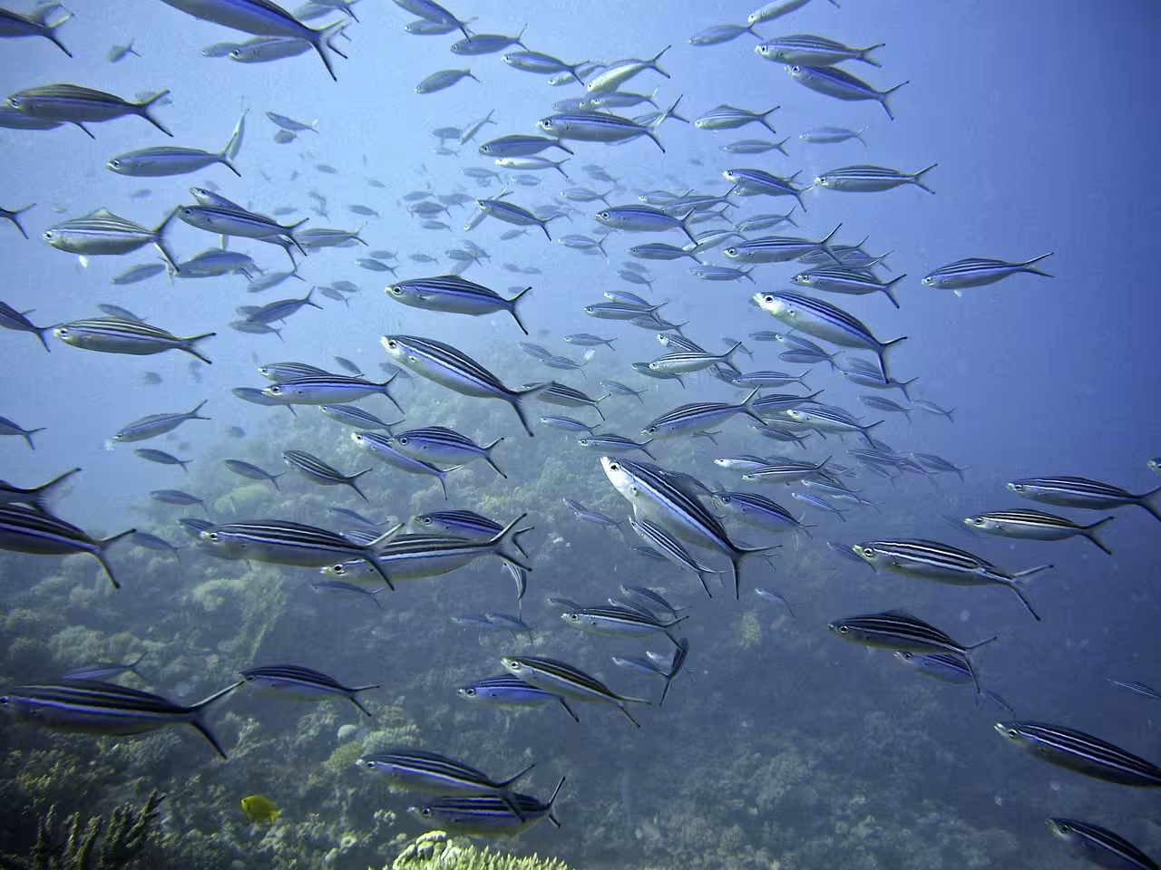 Se prohíbe pescar en el 0,06% del Mar Balear, lejos del compromiso del 10 % según Marilles
