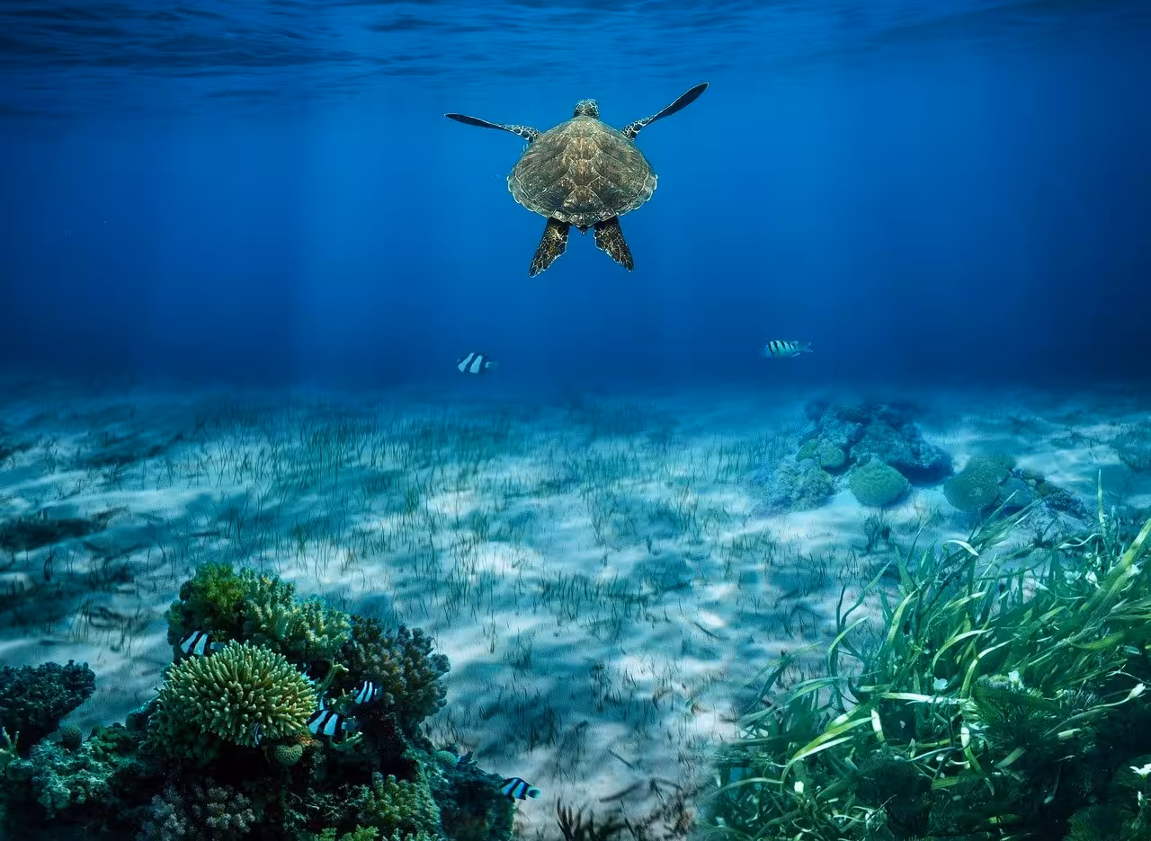 Los tesoros del fondo del mar menorquín