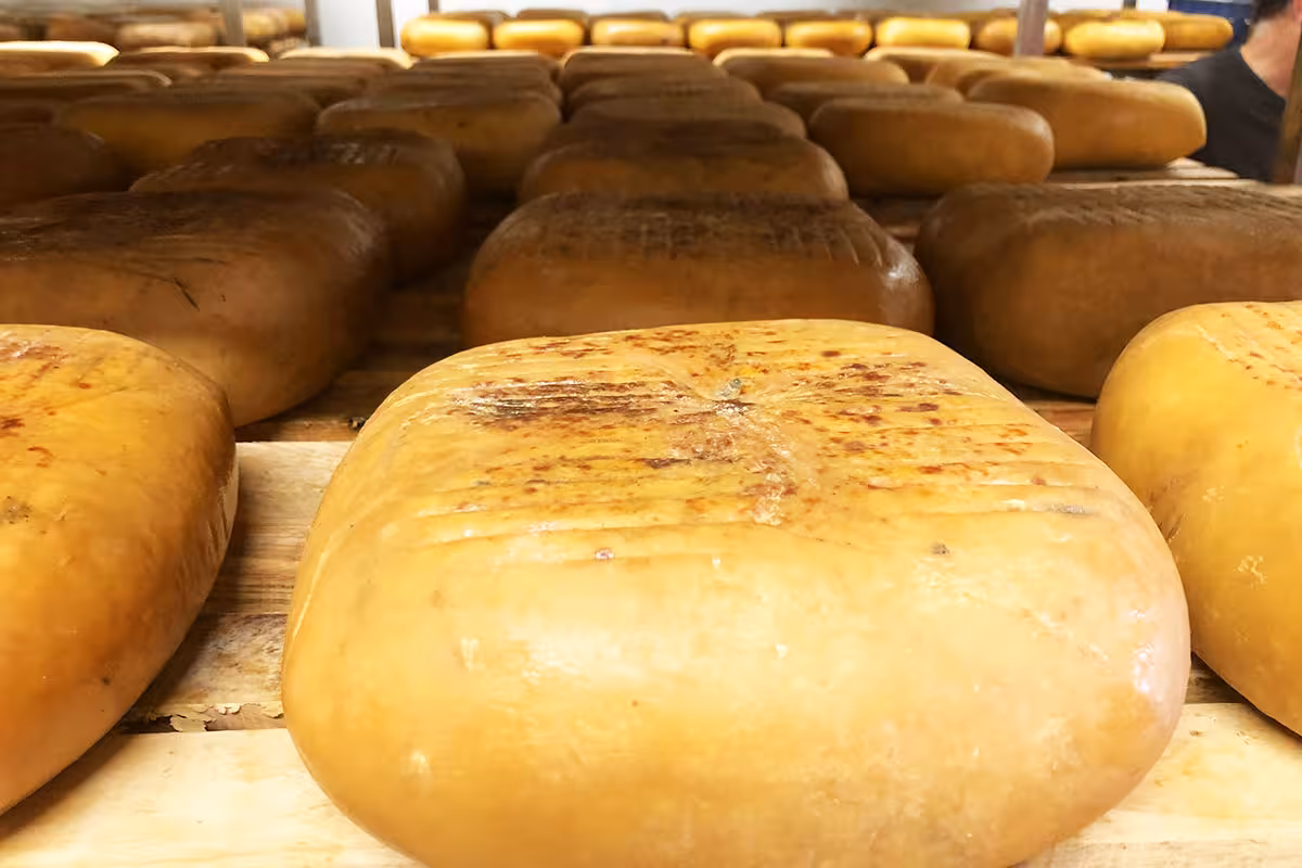 El queso Mahón-Menorca cruza el Atlántico