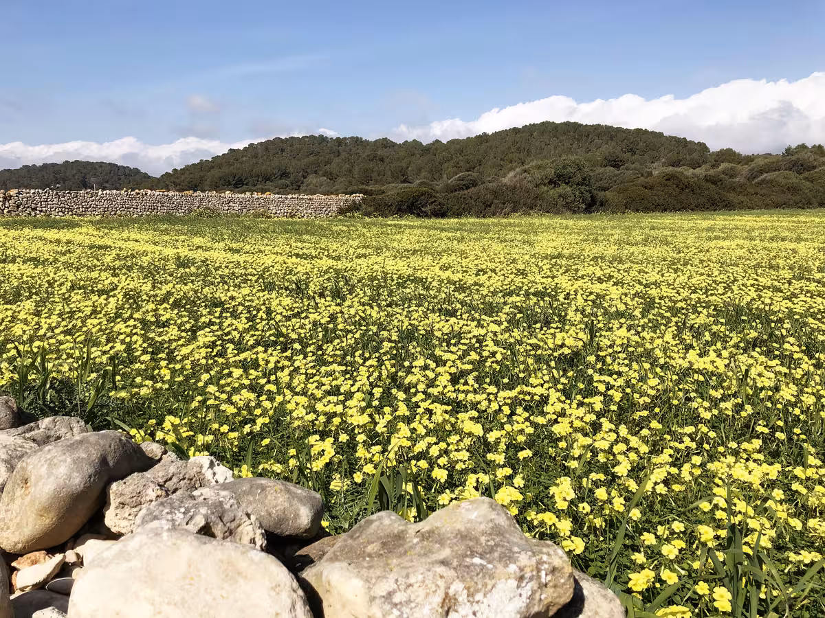 Menorca tendrá una primavera cálida tras un invierno excepcionalmente caluroso y seco