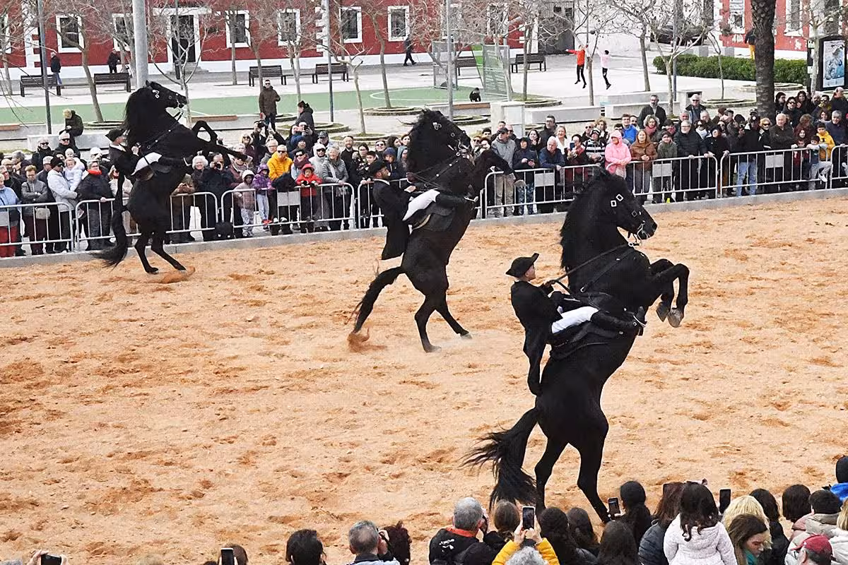 (Fotos y vídeo) El arte de la doma menorquina se luce en Es Castell