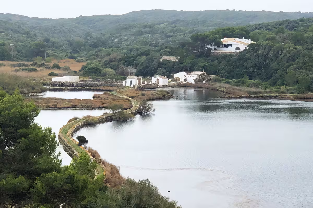 Bajan un 4% las aves acuáticas que pasan el invierno en Menorca