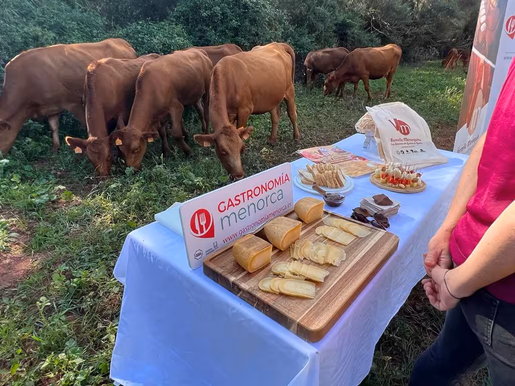 (Fotos) Presentación de la 5ª edición de las Jornadas Gastronómicas de "Vedella Vermella"