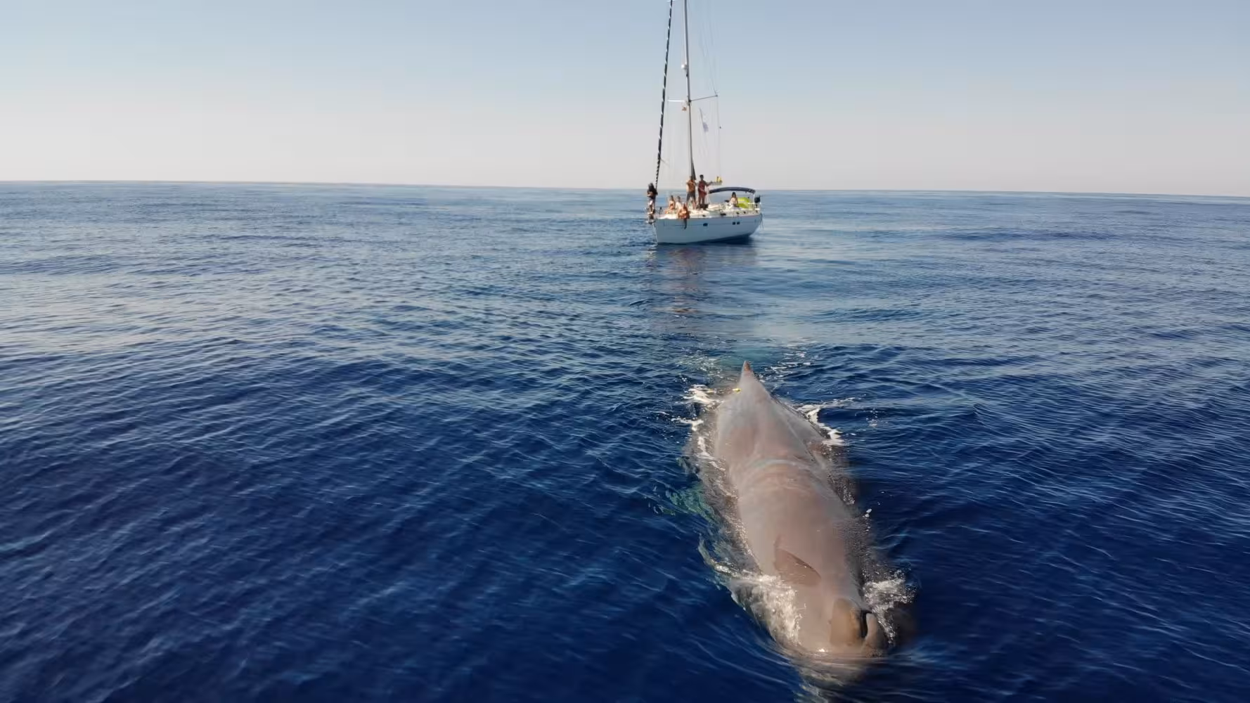 (Fotos) Hito de conservación en Menorca: TURSIOPS reporta récord en avistamiento de cachalotes