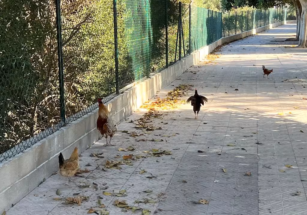 (Fotos) 'Desfile' de gallinas cerca del Dalt Sant Joan