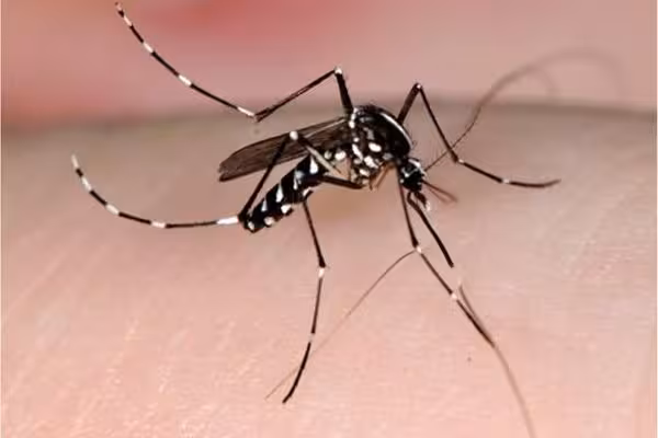 Ciutadella alerta sobre la presencia del mosquito tigre en el municipio