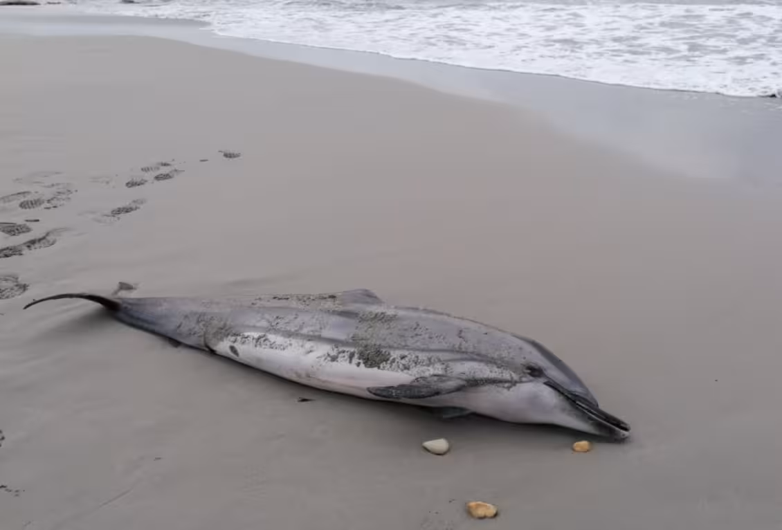 Encuentran un delfín muerto en la playa de Sant Adeodat