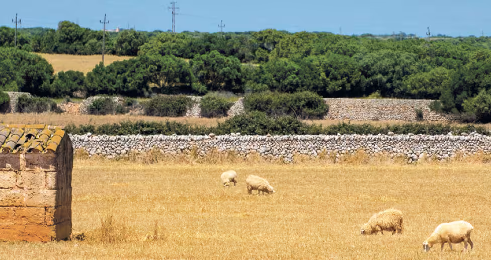 Algo está cambiando en el campo de Menorca