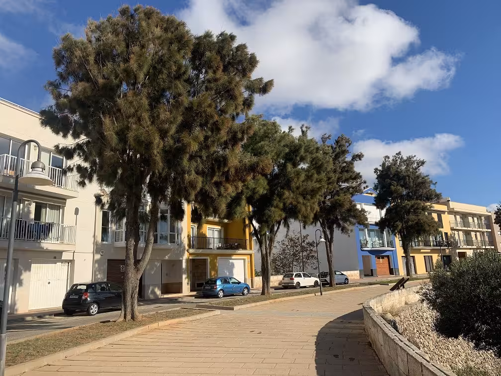 Ciutadella podará más de 2.000 árboles del casco urbano y urbanizaciones