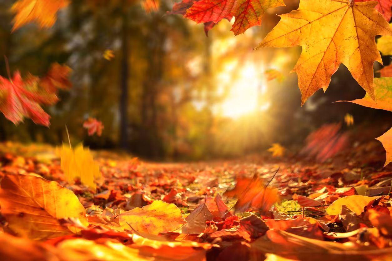 Curiosidades sobre el otoño