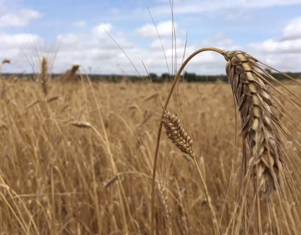 Agricultura reparte 203 toneladas de semillas certificadas para forrajes