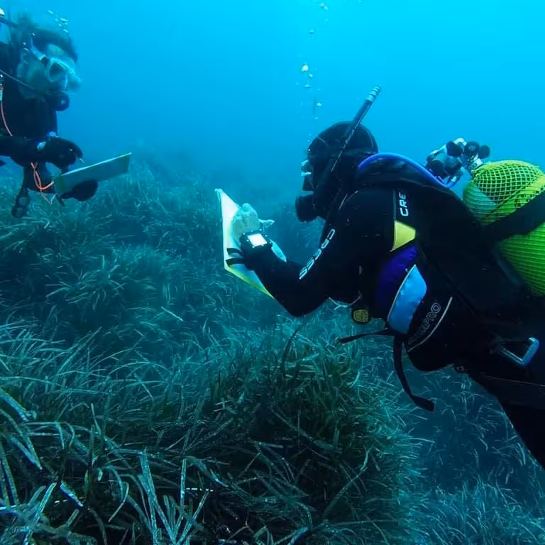 (Fotos) Buceadores de Es Nàutic colaboran con el OBSAM en el control de la posidonia