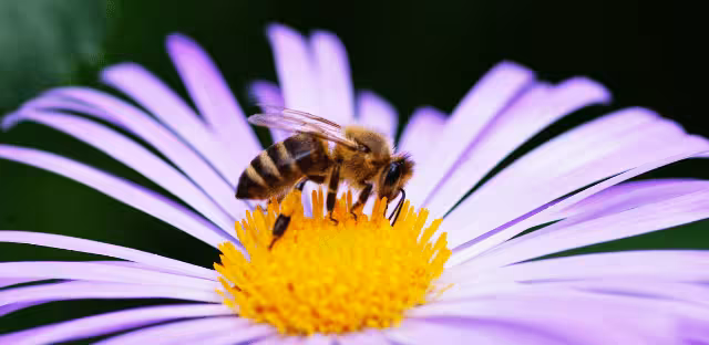 Una agricultura que estima la biodiversitat