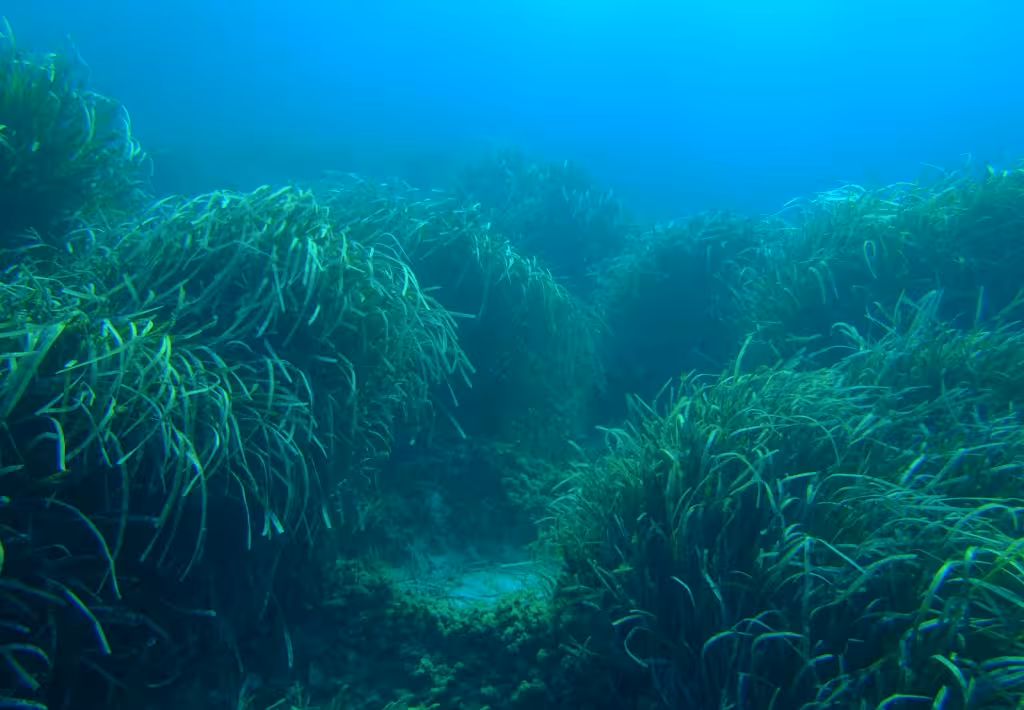 Menorca pone en marcha el proyecto MAREBI para la conservación del medio marino