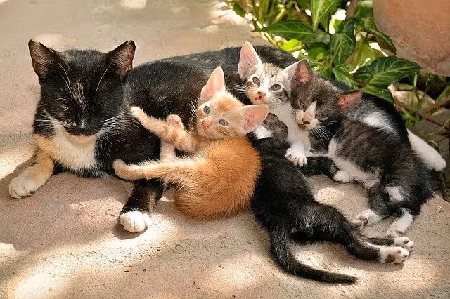 Objetivo: controlar el crecimiento de la población de gatos en Menorca